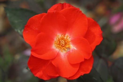 A rose is a woody perennial flowering plant of the genus Rosa, in the family Rosaceae, or the flower it bears