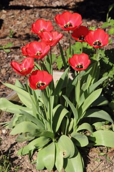 tulips (Tulipa) form a genus of spring-blooming perennial herbaceous bulbiferous geophytes