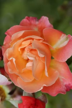 A rose is a woody perennial flowering plant of the genus Rosa, in the family Rosaceae, or the flower it bears