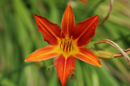 Lilium (members of which are true lilies) is a genus of herbaceous flowering plants growing from bulbs, all with large prominent flowers.