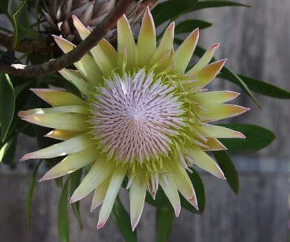 protea cynaroides, is a flowering plant. It is a distinctive member of Protea, having the largest flower head in the genus