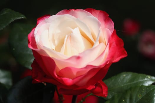 A rose is a woody perennial flowering plant of the genus Rosa, in the family Rosaceae, or the flower it bears