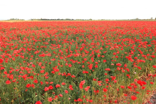 Papaver is a genus of 70–100 species of frost-tolerant annuals, biennials, and perennials native to temperate and cold regions of Eurasia, Africa and North America