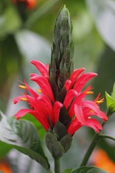 Pachystachys coccinea, the Cardinals guard, is a perennial evergreen shrub native to French Guiana, Brazil, and Peru