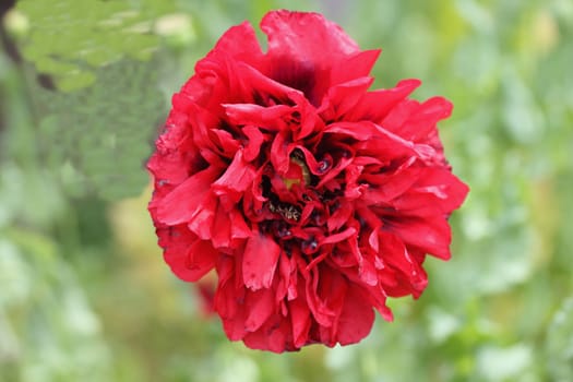 The Turkish poppy is a perennial, herbaceous plant and reaches stature heights up to 100 centimeters
