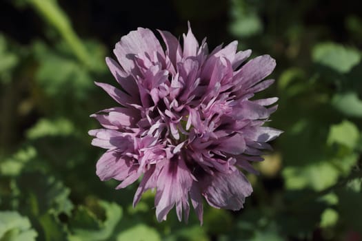 The Turkish poppy is a perennial, herbaceous plant and reaches stature heights up to 100 centimeters