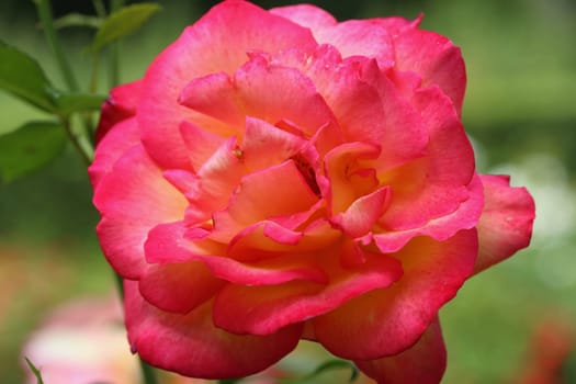 A rose is a woody perennial flowering plant of the genus Rosa, in the family Rosaceae, or the flower it bears