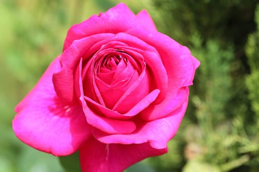 A rose is a woody perennial flowering plant of the genus Rosa, in the family Rosaceae, or the flower it bears