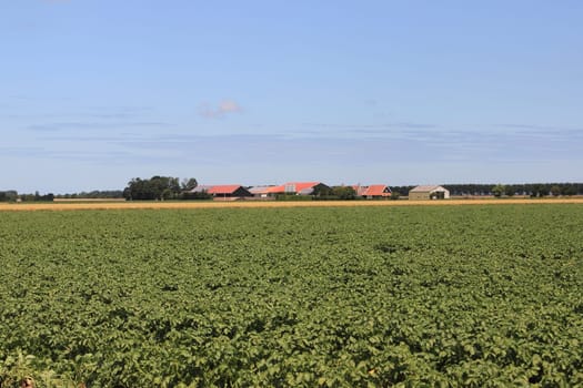A farmland with green plants and cereals, blue sky in the background