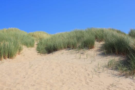 A dune landscape on the North Sea coast in the Netherlands