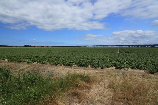 large field of vegetables with blue sky and clouds in the background