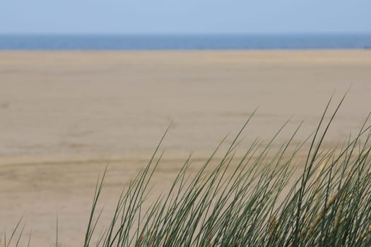 A dune landscape on the North Sea coast in the Netherlands