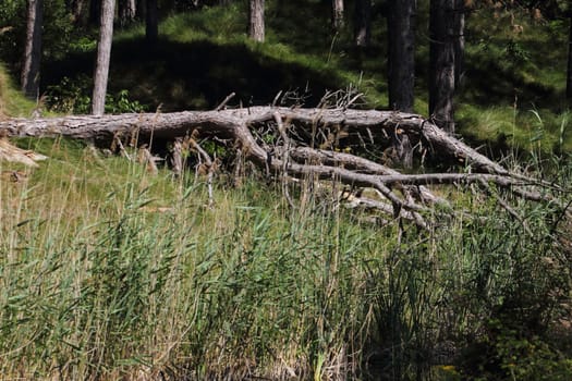 A natural landscape in the Hunsrueck-Hochwald National Park, in southwest Germany