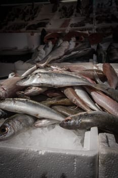 Mediterranean fish exposed in open market in Napoli
