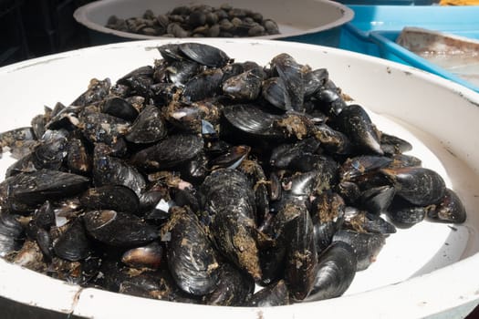 fresh italian mussels at the fish shop