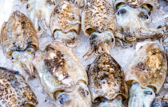 Cuttlefish in open seamarket, Napoli
