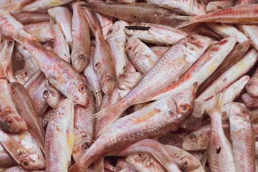 Cuttlefish in open seamarket, Napoli