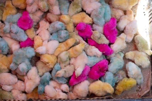 colorful chicks for sale in bazaars to celebrate the holidays, Amman