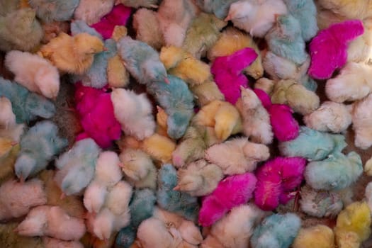 colorful chicks for sale in bazaars to celebrate the holidays, Amman