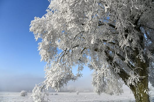 schneebedeckter Baum bei frostigen Temperaturen vor blauem Himmel mit leichtem Nebel