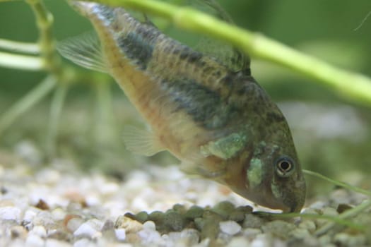 corydoras paleatus is a species of catfish (order Siluriformes) of the family Callichthyidae.