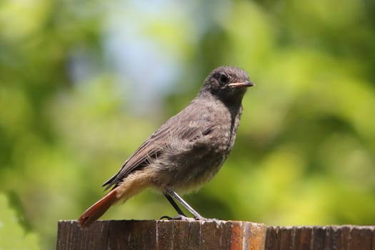 the black redstart (Phoenicurus ochruros) is a small passerine bird in the redstart genus Phoenicurus.