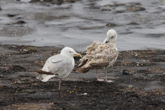The European herring gull (Larus argentatus) is a large gull. One of the best known of all gulls along the shores of western Europe, it was once abundant.