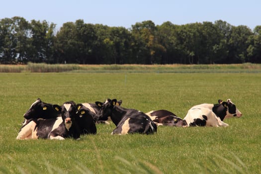A herd of cows with several animals lies on a meadow