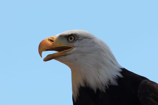 Detailed view of a bald eagle (Haliaeetus leucocephalus)