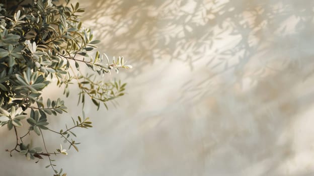 A branch of an olive tree is illuminated by sunlight, showcasing its leaves and textures in a bright and clear setting.