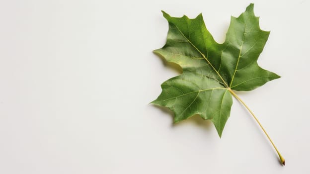 A vibrant green leaf rests peacefully on a clean white surface. The leafs veins are visible, highlighting its intricate structure. The contrast between the green and white creates a simple yet striking image.