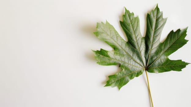 A single green leaf rests on a clean white surface, showcasing the contrast between the vibrant natural element and the neutral background. The leaf appears fresh and intact, with visible veins adding texture to the simple composition.