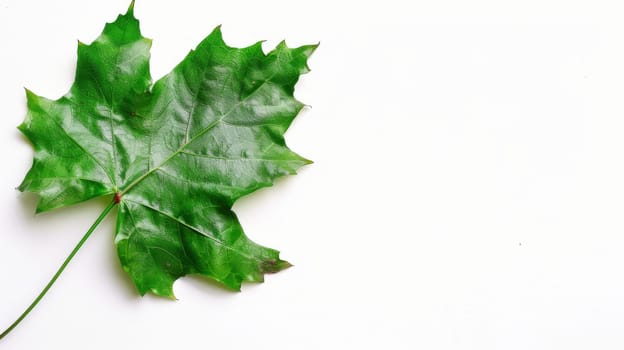 A single green leaf lies flat on a clean white surface, its vibrant color contrasting sharply against the stark background. The leaf is unblemished and slightly curled at the edges, suggesting it may have recently fallen from a nearby tree.
