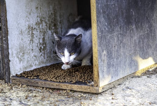 Detail of domestic animals abandoned in the street, animal abuse
