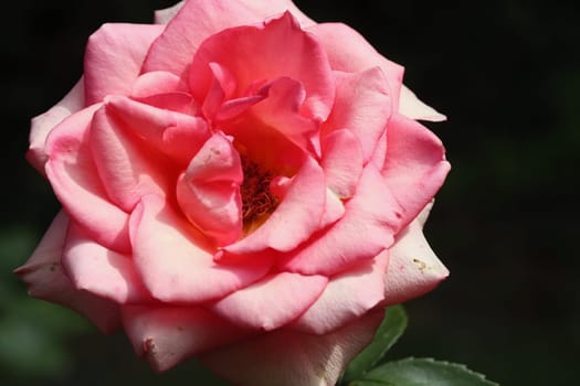 A rose is a woody perennial flowering plant of the genus Rosa, in the family Rosaceae, or the flower it bears