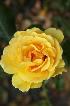 A rose is a woody perennial flowering plant of the genus Rosa, in the family Rosaceae, or the flower it bears