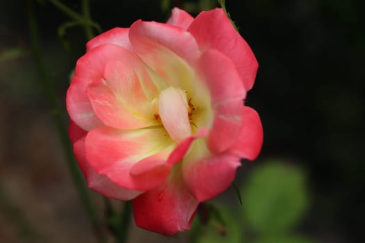 A rose is a woody perennial flowering plant of the genus Rosa, in the family Rosaceae, or the flower it bears