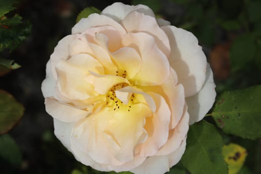 A rose is a woody perennial flowering plant of the genus Rosa, in the family Rosaceae, or the flower it bears