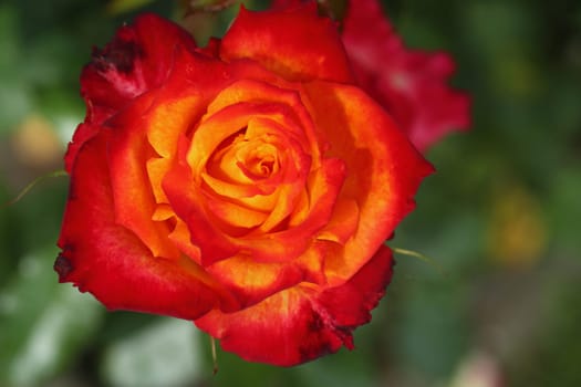 A rose is a woody perennial flowering plant of the genus Rosa, in the family Rosaceae, or the flower it bears