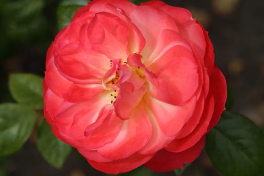 A rose is a woody perennial flowering plant of the genus Rosa, in the family Rosaceae, or the flower it bears