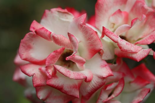 A rose is a woody perennial flowering plant of the genus Rosa, in the family Rosaceae, or the flower it bears