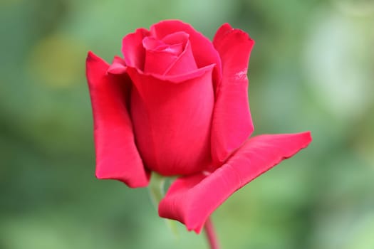 A rose is a woody perennial flowering plant of the genus Rosa, in the family Rosaceae, or the flower it bears