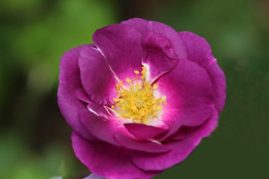 A rose is a woody perennial flowering plant of the genus Rosa, in the family Rosaceae, or the flower it bears