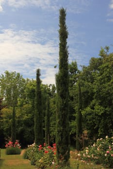 cupressus sempervirens, the Mediterranean cypress also known pencil pine,  is a species of cypress native to the eastern Mediterranean region