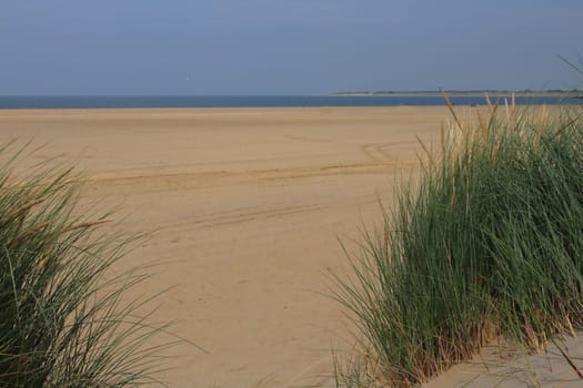 A dune landscape on the North Sea coast in the Netherlands