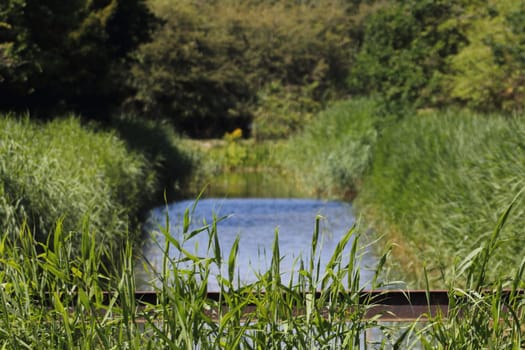 a natural landscape on the shores of an idyllic lake