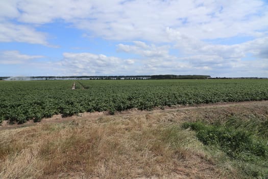 large field of vegetables with blue sky and clouds in the background