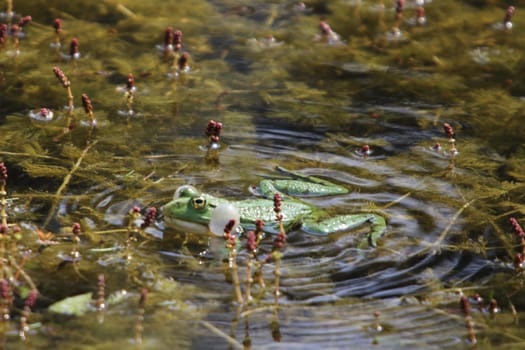 Pelophylax is a genus of true frogs widespread in Eurasia, with a few species ranging into northern Africa