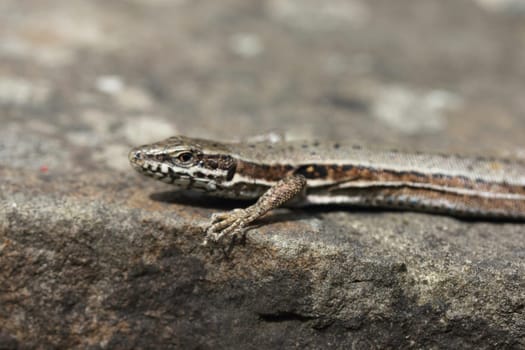 Podarcis muralis (common wall lizard) is a species of lizard with a large distribution in Europe and well-established introduced populations in North America