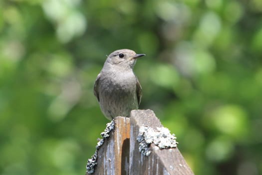 the black redstart (Phoenicurus ochruros) is a small passerine bird in the redstart genus Phoenicurus.